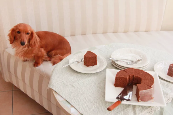 チョコレートケーキで飾られたテーブルの近くにかわいい犬 — ストック写真