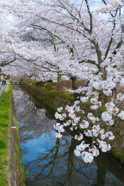 Japán Cseresznyevirág Japánban — Stock Fotó