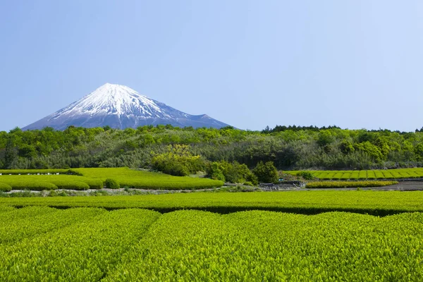 green tea plantation in Japan countryside