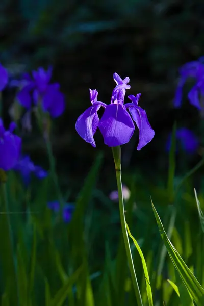 Irisblumen Einem Garten — Stockfoto