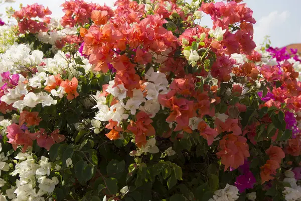 Zblízka Pohled Krásné Kvetoucí Květiny Zahradě Létě — Stock fotografie
