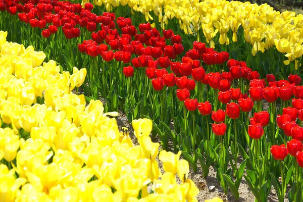 Fält Vackra Färgglada Blommande Tulpaner Blommor — Stockfoto