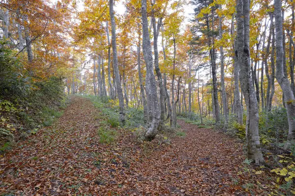 Podzimní Listí Parku Jasné Barvy Přírody — Stock fotografie