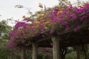 Ahşap Pergola Pembe ve Turuncu Bougainvillea çiçekleriyle kaplı
