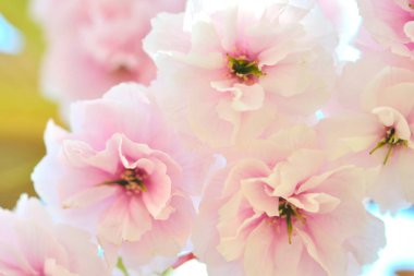 Bulanık arka planda güzel bahar çiçekleri. Sakura çiçeği. 