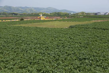 Uzak tepelere doğru uzanan yemyeşil patates tarlası