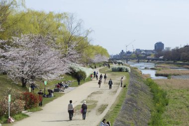 Japonya 'da kiraz çiçekli güzel bir park manzarası.