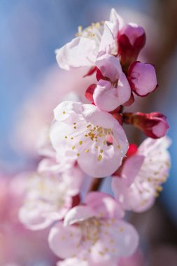 İlkbaharda açan ağaçların çiçeklerini kapat.