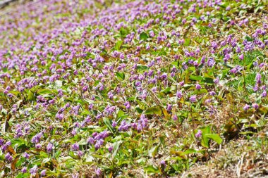 Bahçedeki güzel çiçekler