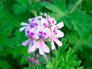 Bahçedeki güzel pelargonium çiçeklerinin yakın çekimi.     