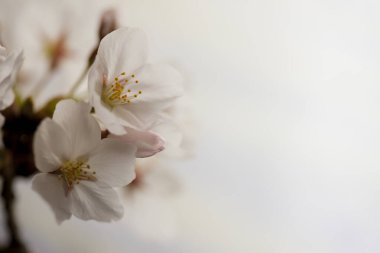 Bahçede beyaz çiçekler