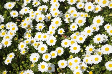 Bahçedeki papatyalar.