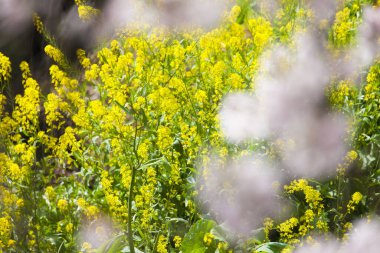 Sarı çiçekli bir tarla 