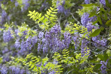 Güzel yaz çiçekleri, gündüz yakın çekim manzarası. 