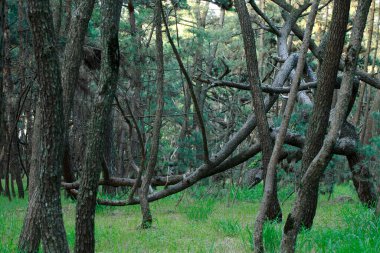 beautiful view of the forest with green trees     