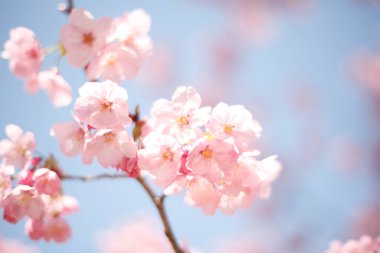 Parktaki güzel pembe sakura çiçekleri 