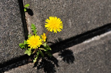Beton duvarda sarı karahindibalar