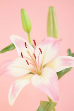 Pembe arka plandaki güzel zambak çiçeğine yaklaş.    