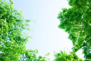 Ormanda yeşil yaprakları olan güzel ağaçlar.          