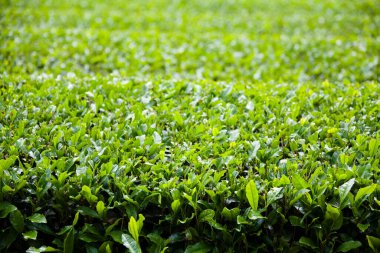 arka planı yeşil çay yaprakları