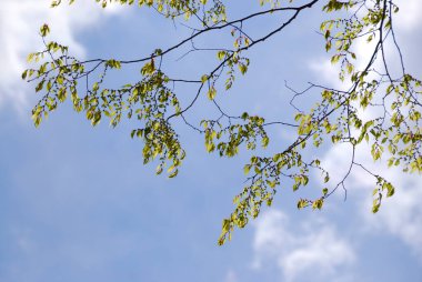 Ormandaki ağaçlarda yeşil yapraklar 