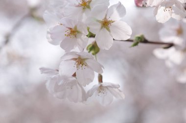 İlkbaharda kiraz çiçekleri. Bahçedeki güzel çiçekler       