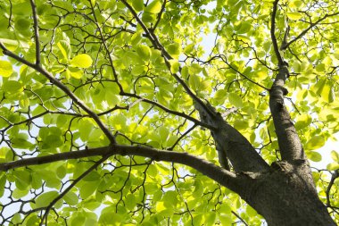 Ormandaki huş ağacı