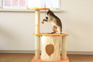 Şirin gri kedi evde oyuncakla oynuyor.