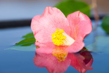 Güzel yaz çiçekleri, gündüz yakın çekim manzarası. 