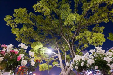 Güzel çiçekler, yeşil yapraklı ağaç ve gece lambası