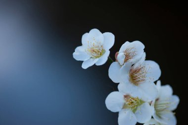 Bahçedeki güzel çiçekler