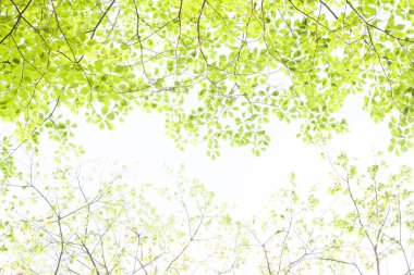 yeşil yapraklar arka plan, bitki örtüsü ve yapraklar 