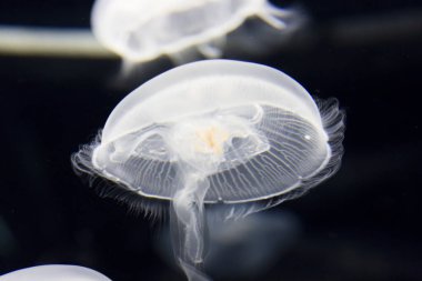 yakın çekim - akvaryumdaki denizanasının fotoğrafı