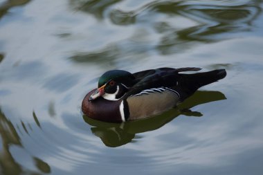 Havuzda yüzen sevimli ördek.         