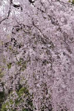 Japonya 'da kiraz çiçeği 