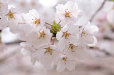 Güzel pembe çiçekler, çiçek konsepti. İlkbaharda kiraz çiçekleri        