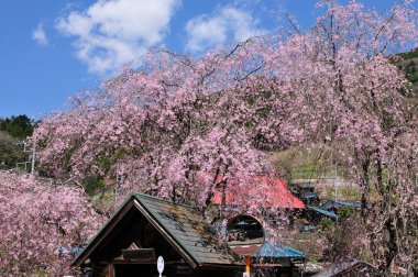 Japonya 'da kiraz çiçekleri, Tokyo