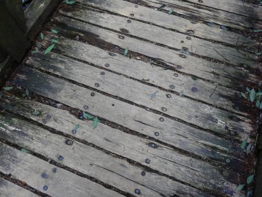 Ormanda ahşap köprü