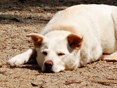 Sokakta uyuyan beyaz sokak köpeği