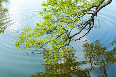 Parktaki yeşil ağaçlar