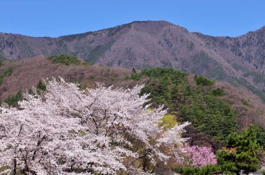 İlkbahar parkında çiçek açan ağaçlarla güzel bir manzara.       