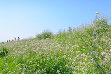 Yeşil yaz tarlasında çiçeklerle yürüyen insanlar 