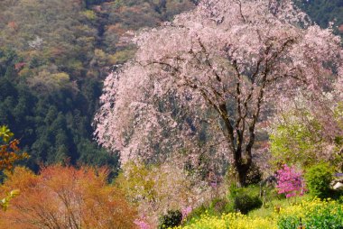 İlkbahar parkında çiçek açan ağaçlarla güzel bir manzara.       