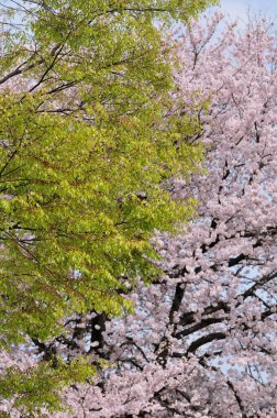 Japonya 'da kiraz çiçeği 