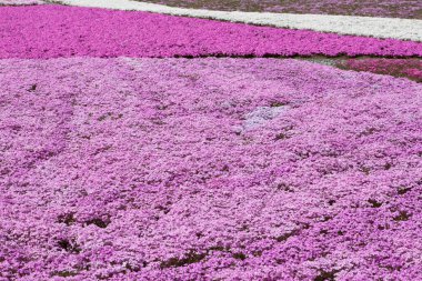 Bahçedeki güzel pembe fenox çiçekleri