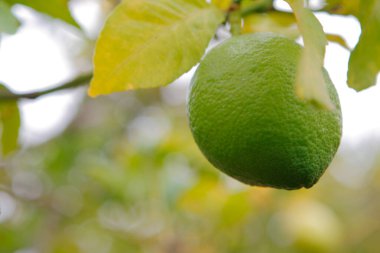 Bahçedeki ağaçta olgunlaşmış kireç.