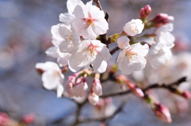 Bahçede güzel bahar çiçekleri