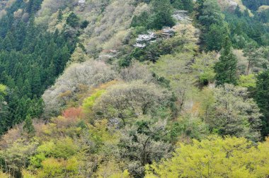 Japonya 'daki dağda güzel bir bahar ormanı