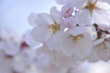 Bahçede güzel bahar çiçekleri