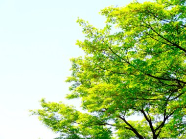 Yaz parkında gündüz vakti yeşil ağaçlar    